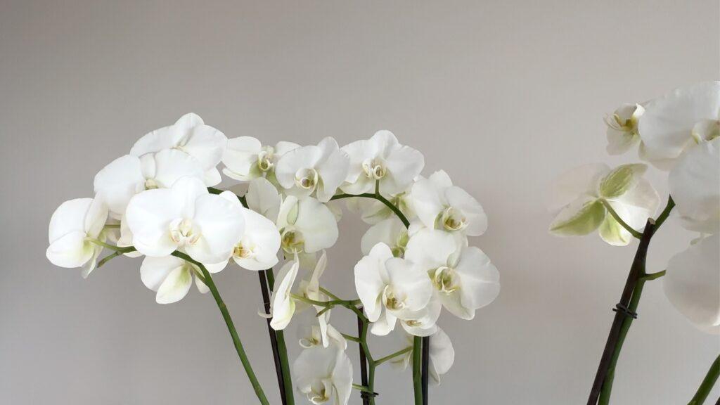 Strak glad pleisterwerk wand met orchidee