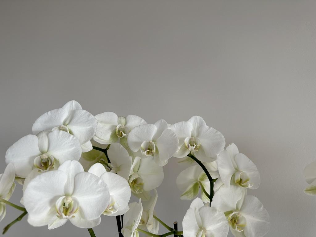 Glad gepleisterde wand met orchidee, sausklaar